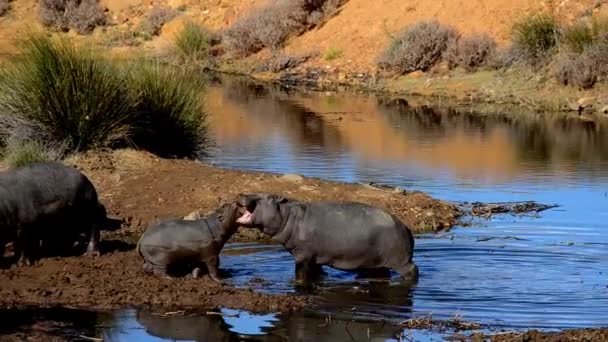 Hippopotamuses Resting Calm Water — Stock Video