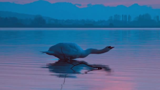 Lago Dei Cigni Cigno Bianco Tramonto Romantico — Video Stock