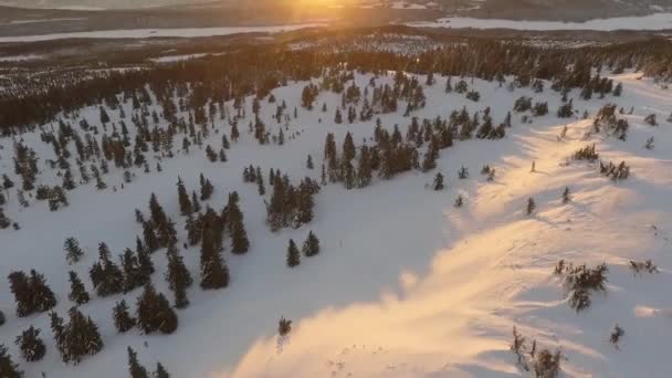 Drone Tiro Floresta Inverno Noruega — Vídeo de Stock
