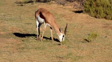 Lush Green Grass ile beslenen bir antilop. Güney Afrika