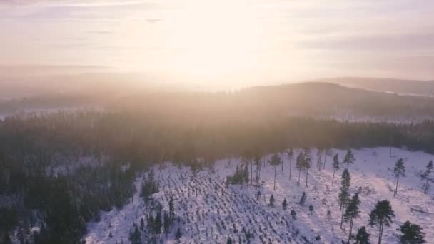 Dron Shot Winter Forest Norwegia — Wideo stockowe