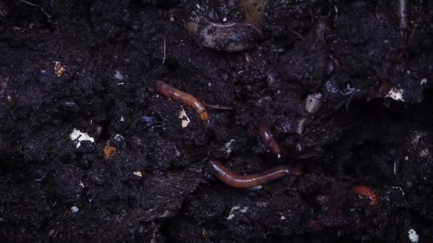 Aardwormen Graven Een Composteerbodem — Stockvideo