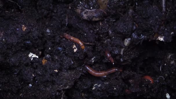 Earthworms Burrowing In A Composting Soil — Stock Footage Earthworms Burrowing Composting Soil Royalty Free Stock Footage