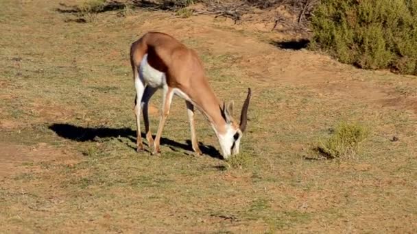 Een Antilope Die Zich Voedt Met Weelderig Groen Gras Zuid — Stockvideo