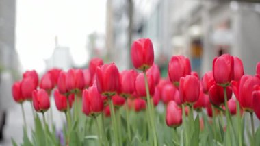 Kırmızı çiçek laleleri bir bahar şehri parkında tanınmayan bir kalabalığın arka planında