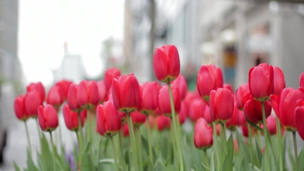 Czerwone Kwiaty Tulipany Wiosennym Parku Miejskim Tle Tłumu Nierozpoznawalnych Ludzi — Wideo stockowe