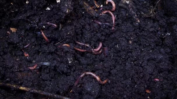 Extreme Close Shot Earthworms Gripping Soil Dalam Bahasa Inggris — Stok Video