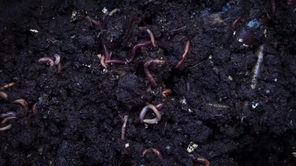 Extreme Nahaufnahme Von Regenwürmern Die Sich Boden Festhalten — Stockvideo
