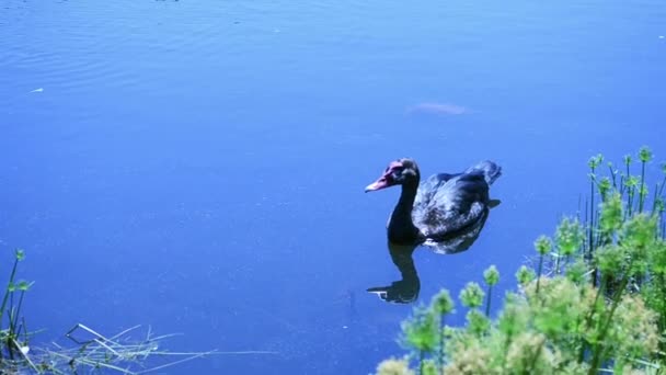 Ente Treibt Auf Der Wasseroberfläche — Stockvideo