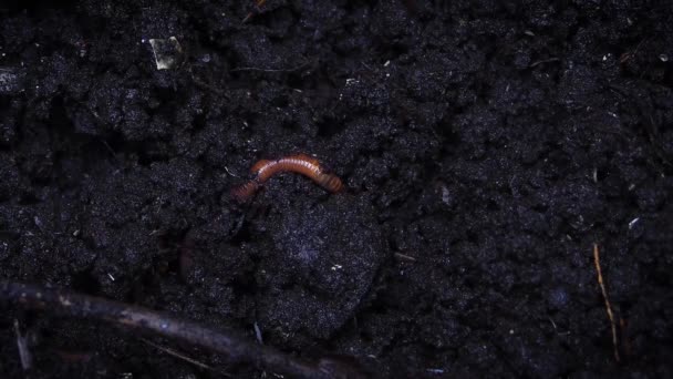 Een Earthworm Burrows Een Rijke Bodem — Stockvideo