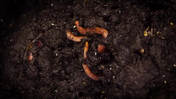 Regenwürmer Graben Sich Kompostierboden Ein — Stockvideo
