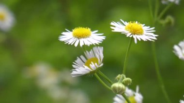 Çayır Çayırında Papatya Çiçeği