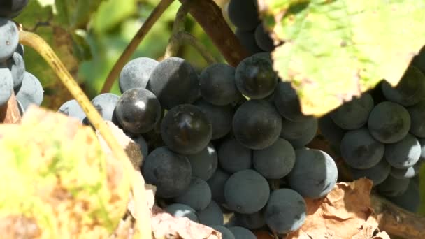 Biologische Rode Druiven Een Wijnstok Zomer — Stockvideo