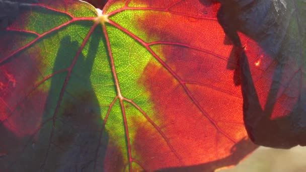Sonbahar Renklerinde Yaprak Detaylarıyla Panoramik — Stok video