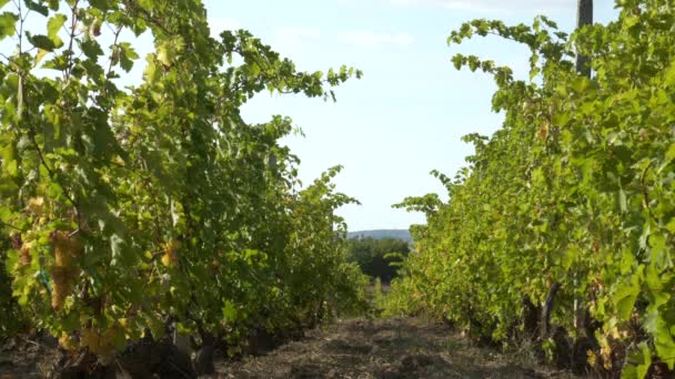 ブドウのワインと植物の列とブドウ園のプランテーションシステム — ストック動画