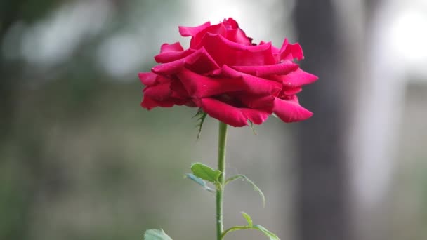 Focus Sur Une Belle Fleur Une Rose Rouge — Video