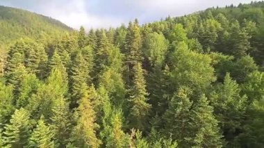 Türkiye 'de Dağ Ormanı Açık Mavili Gökyüzü Gününde