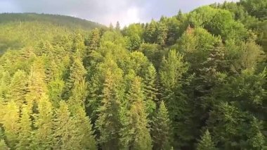 Türkiye 'de Dağ Ormanı Açık Mavili Gökyüzü Gününde