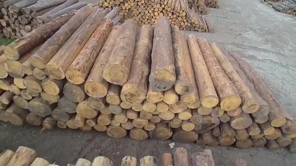 Wide Panning Shot Wooden Logs Piled — Stock Video