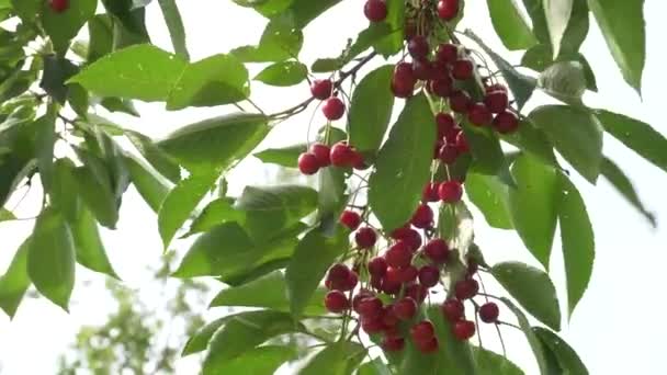 Cereja Fresca Natural Pendurada Ramo Uma Árvore Cerejeira — Vídeo de Stock