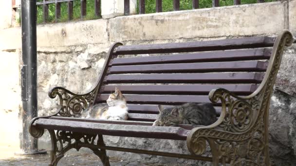 Şehirdeki Bir Bankta Dinlenen Iki Güzel Kedi — Stok video