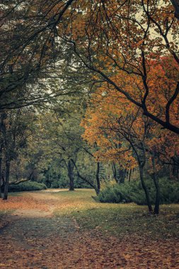 Sonbahar parkta ağaç ve çalı portakal ile arasındaki yolda bırakır. 