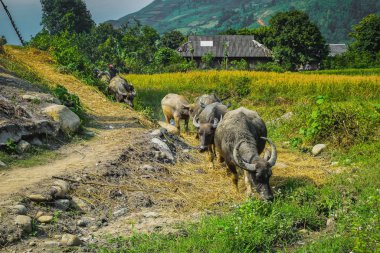 çim yeme buffalos