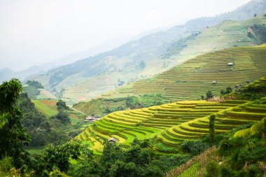Terastaki pirinç tarlaları
