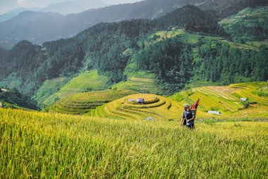 Pirinç tarlaları çiftçi