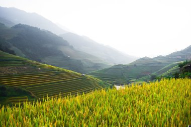 Vietnam pirinç Teras