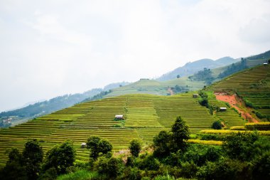 Terastaki pirinç tarlaları