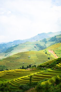 Terastaki pirinç tarlaları