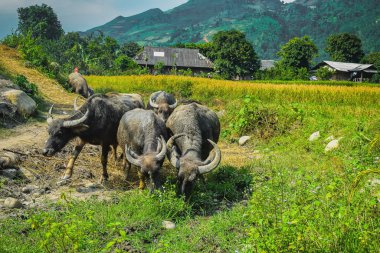 çim yeme buffalos