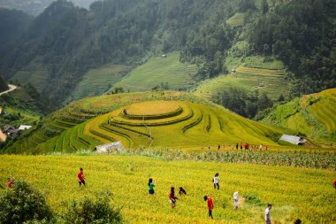 İnsanlar pirinç tarlaları hazırlamak