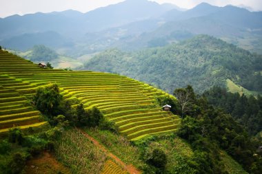 Terastaki pirinç tarlaları