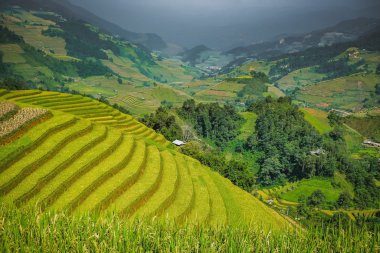 pirinç Teras de mu cang chai