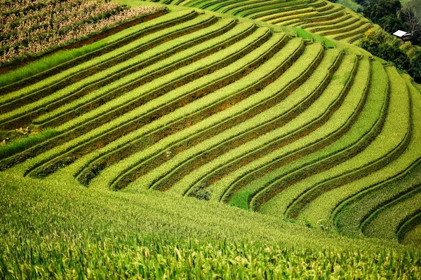 Reisfelder auf Terrassen — Stockfoto