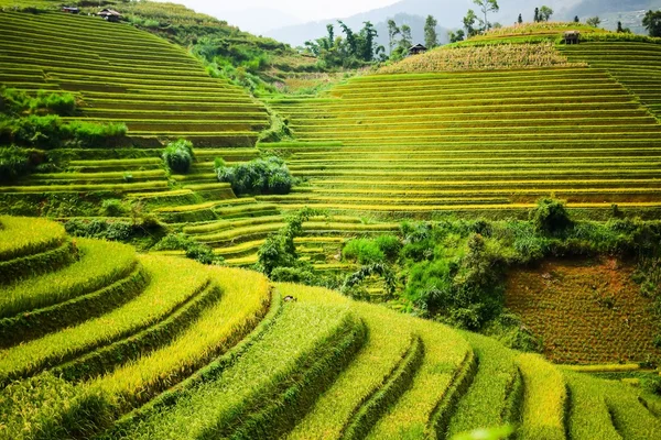Campos de arroz en terrazas —  Fotos de Stock