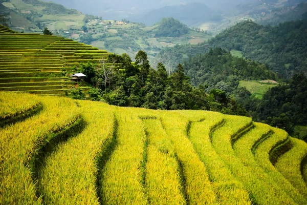 Campos de arroz em socalcos — Fotografia de Stock