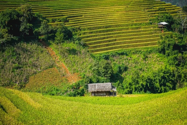 Beautiful landscape of rice terrace — Stock Photo, Image