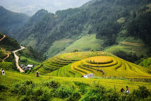 Reisfelder in der Regenzeit — Stockfoto