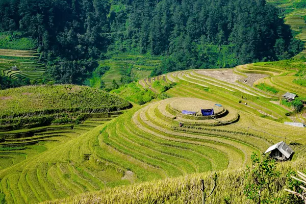 Bela paisagem de terraço de arroz — Fotografia de Stock