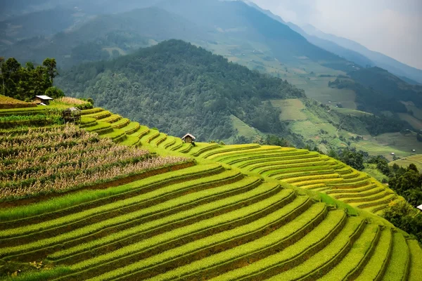 Campos de arroz em socalcos — Fotografia de Stock