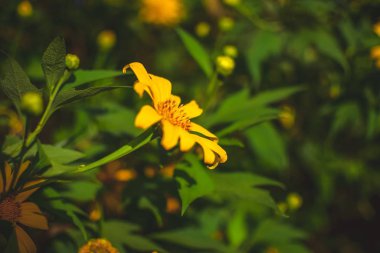 Meksika ayçiçeği alan