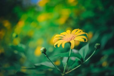 Sarı Meksika ayçiçeği 