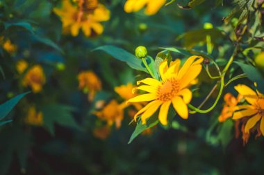 Meksika ayçiçeği alan