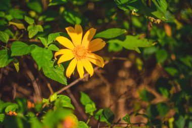 Meksika ayçiçeği alan