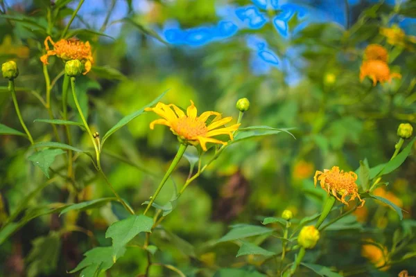 Beautiful yellow sunflowers — Stock Photo, Image