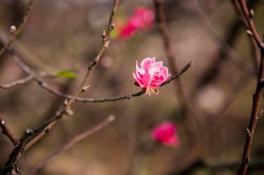 Kırmızı çiçek şeftali ağacı