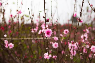 Bahçede şeftali çiçekleri